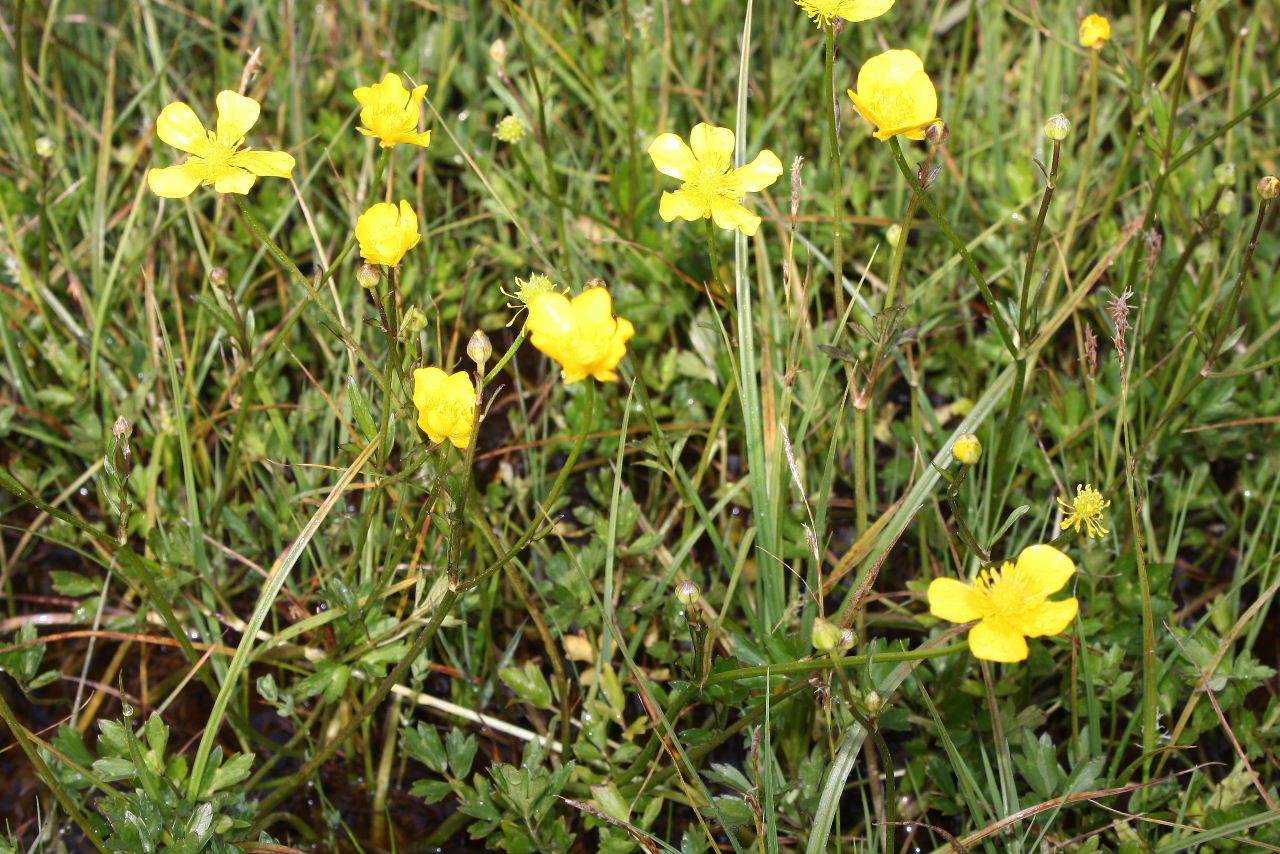 Ranunculus repens / Ranuncolo strisciante